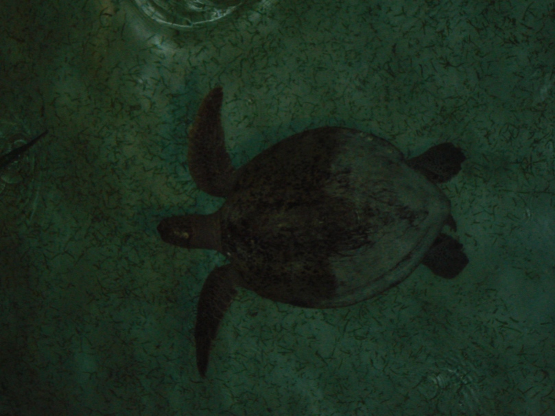 Turtle and Sipadan Dive Resort