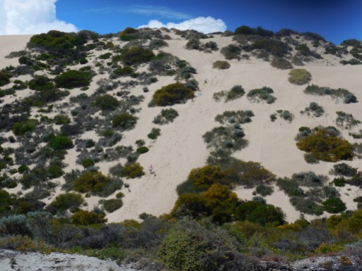 little-bay-sand-dune